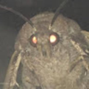 Meet your Posher, Kenneth